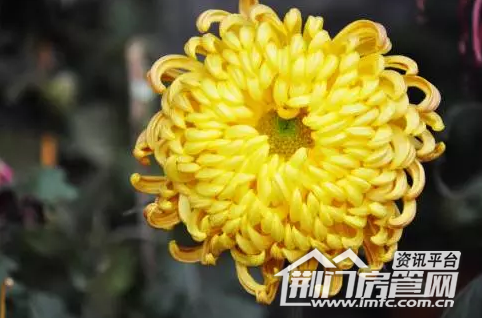 荆门菊花展