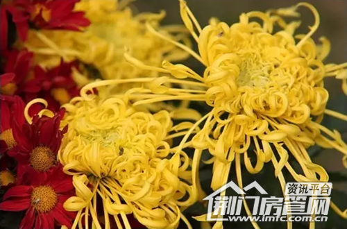 荆门菊花展