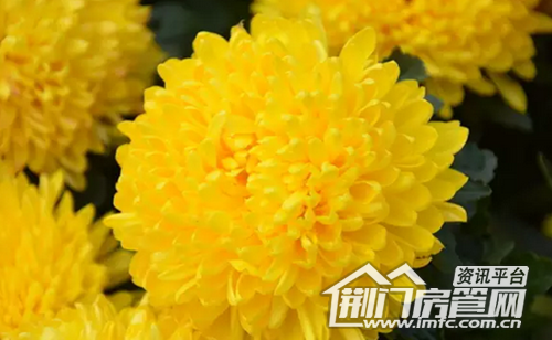 菊花展