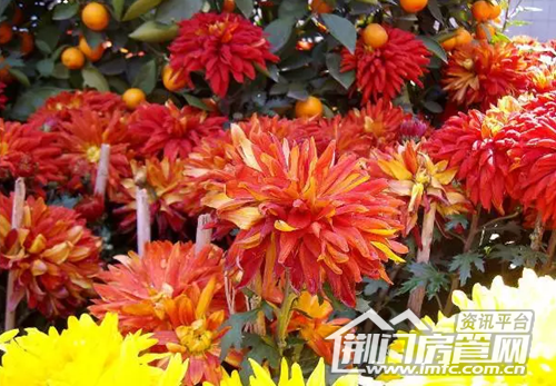菊花展