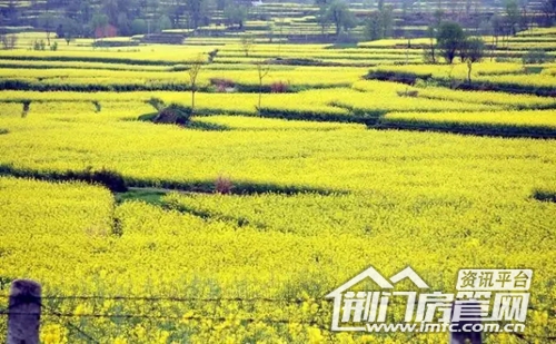 荆门油菜花